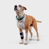 orthopedic bracing for dogs and cats - Balto®USA Bone