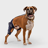 orthopedic bracing for dogs and cats - balto jump