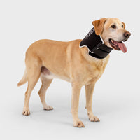 orthopedic bracing for dogs and cats - Balto®USA Eco Neck