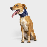 orthopedic bracing for dogs and cats - Balto®USA Rigid Neck Brace