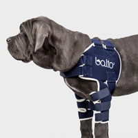 orthopedic bracing for dogs and cats - Balto®USA Lux