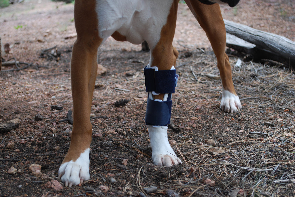 balto bone brace on dog enjoying the mountains