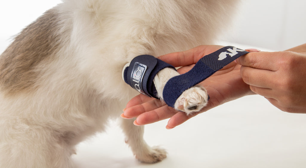 balto dog brace for vets to use