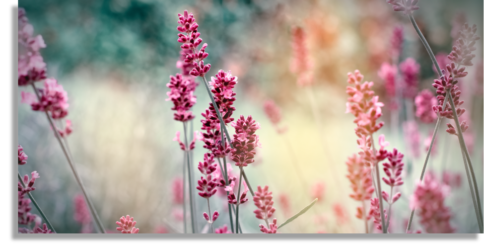 Flores de Lavanda Suave | Cuadros Decorativos Pixelarte