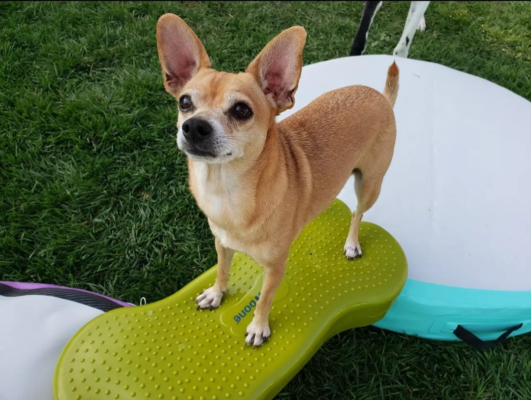 Rocky Mountain Dog Training - Chihuahuas are a misjudged breed