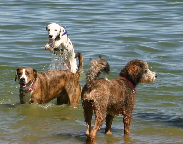 Why Dog Parks are Great - Rocky Mountain Dog Training