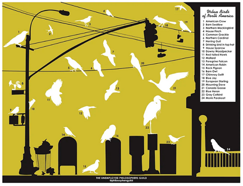 Birds Activity Sheet