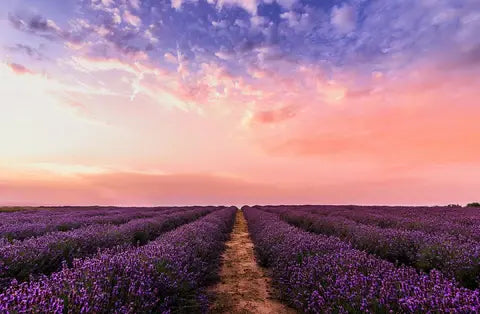 Lavender field with a beautiful sky