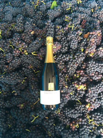 v19 pinot