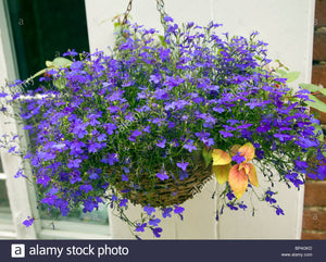 Image of Lobelia hanging basket flower