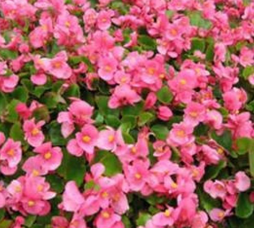 Begonias (available in 2 varieties) – CSG Flower Sale