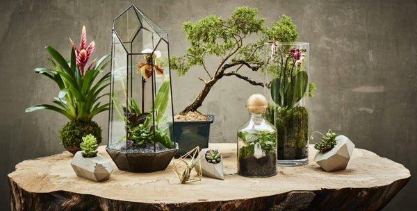 Terrarium Design School for Two