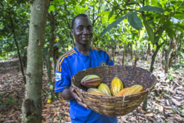 Ivorian Cocoa farmer