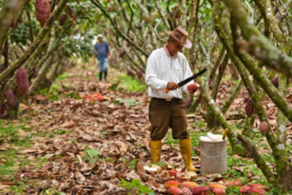 Ecuador cocoa farmer