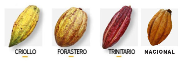 cocoa pod variety