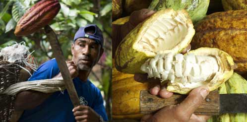 cocoa pod and cocoa beans