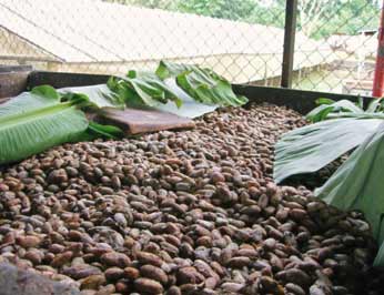 fermenting cocoa beans