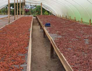 drying cocoa beans in warehouse