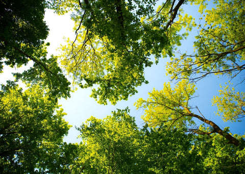 Green and yellow trees are towering above, with some light blue sky peaking through