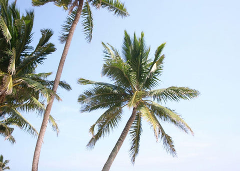 Light blue sky with 3 green palm trees blowing in the wind