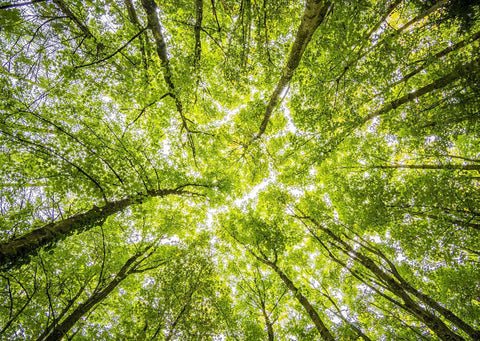 Looking up at a tree canopy from the forest floor. Sun starts to shine through the bright green leaves