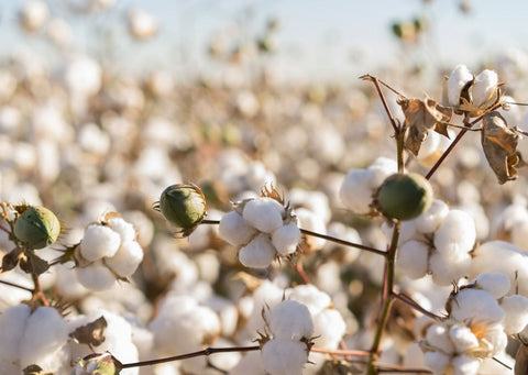 Against a pale blue sky, hundreds of cotton plants grow and are ready to be harvested