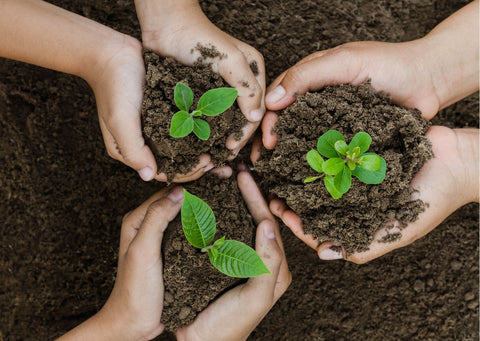 3 hands hold soil and a small plant