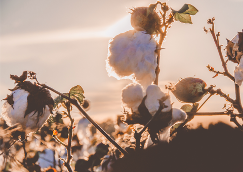 Organic cotton crop