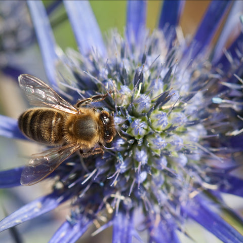 Bee pollinating a flower