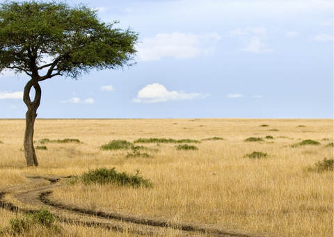 The Mara Reserve in Kenya