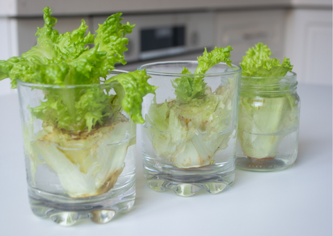 Lettuce regrowing in glass jars