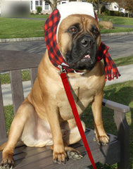 Hat for large Dog