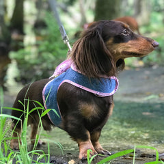 XS Dog Harness Dachshund wearing 4900 denim harness with pink scarf