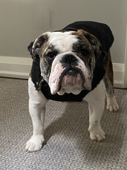 bulldog mighty dog stretch dog jacket