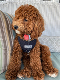 toy poodle dog harness my canine kids