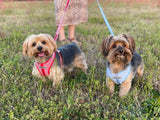 yorkie dog harnesses