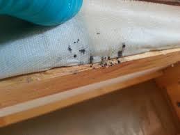 Bed Bugs on wood foundation