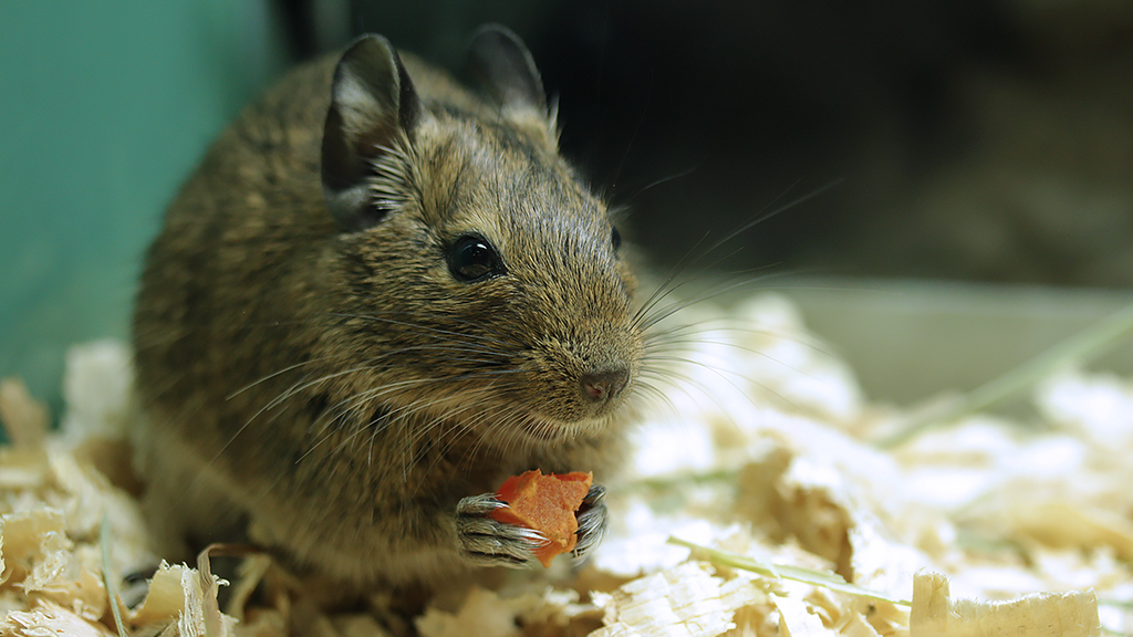 degu leash