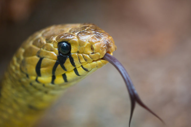 10 Common Misconceptions About Snakes Debunked