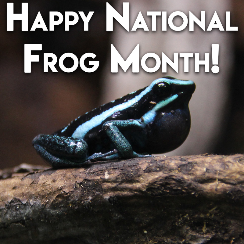 Happy National Frog Month!