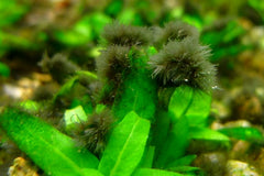 black beard algae