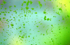 green spot algae