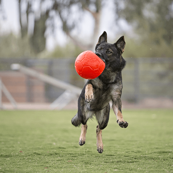 jolly pets soccer ball