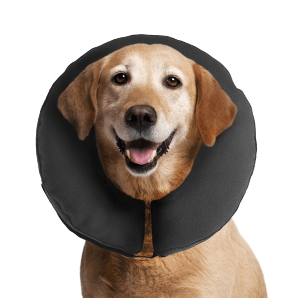 zen pet collar