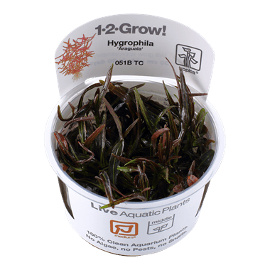 Vesicularia ferriei 'Weeping Moss' 1-2-Grow! – Aquarium Roots