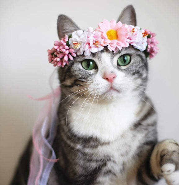 Pet floral garland