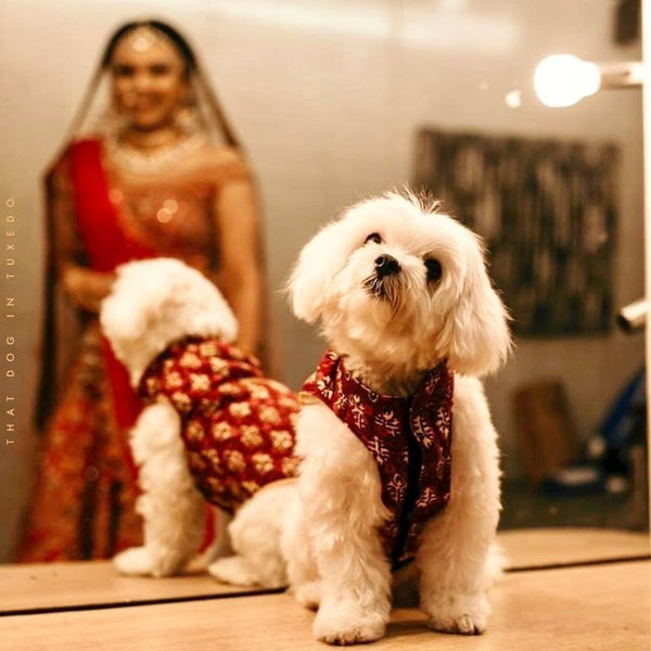 Indian pet apparel for weddings