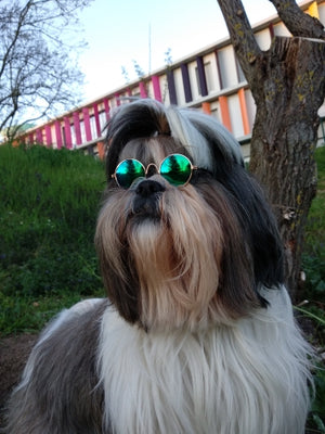 dog glasses