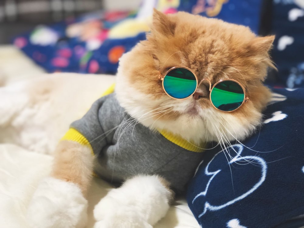 sunglasses for cat