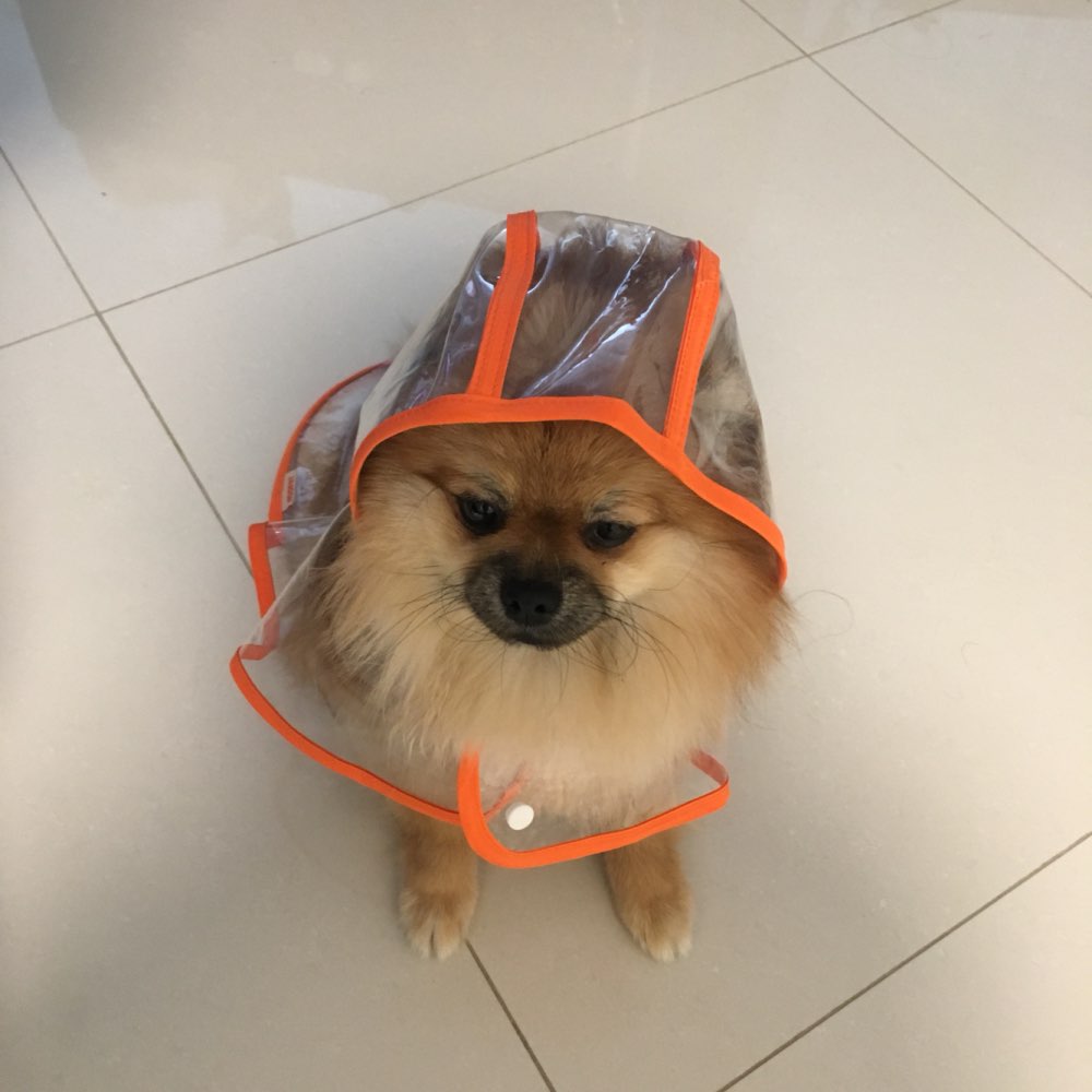 raincoat for pomeranian